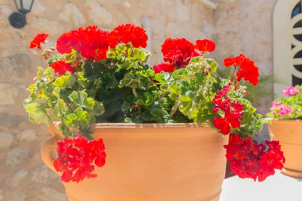 Girit, Yunanistan 'daki Agia Irini Manastırı' nda kırmızı sardunya çiçeği. Geranium, her yıl çiçek açan, iki yıllık ve uzun ömürlü bitkilerin 422 cinsinden bir cinstir..