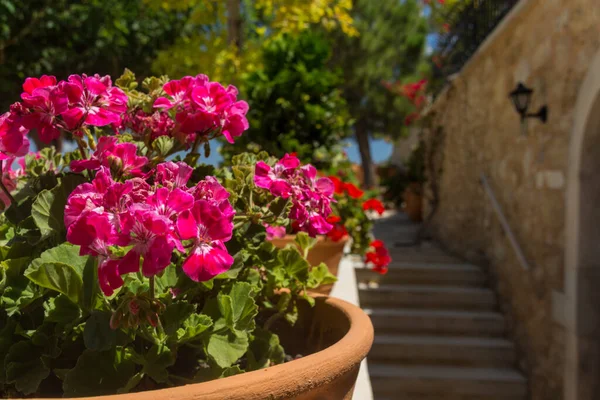Yunanistan, Girit 'teki Agia Irini Manastırı' nda pembe Geranium çiçekleri. Geranium, her yıl çiçek açan, iki yıllık ve uzun ömürlü bitkilerin 422 cinsinden bir cinstir..