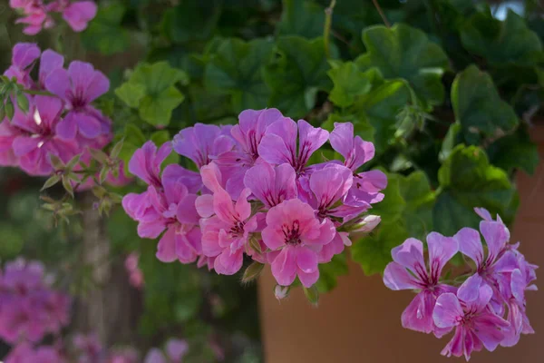 Yunanistan 'daki Agia Irini Manastırı' nda mor sardunya çiçekleri. Geranium, her yıl çiçek açan, iki yıllık ve uzun ömürlü bitkilerin 422 cinsinden bir cinstir..
