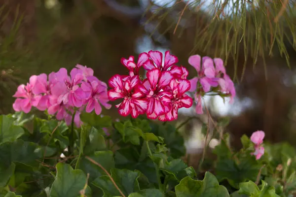 Różowe Kwiaty Geranium Agia Irini Klasztor Kreta Grecja Geranium Rodzaj — Zdjęcie stockowe