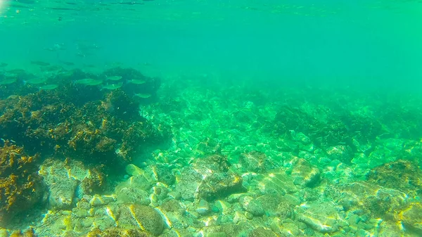 Mar Mediterrâneo Mar Creta Subaquático Fotografias Tiradas Rethymno Creta Grécia — Fotografia de Stock