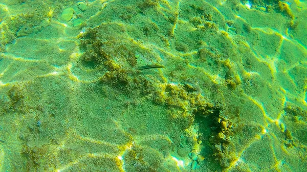 Morze Śródziemne Morze Krety Pod Wodą Zdjęcie Zrobione Rethymno Kreta — Zdjęcie stockowe