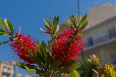 Kırmızı Callistemon çiçekleri. Tüm cins Avustralya 'ya özgüdür ancak diğer bölgelerde yaygın olarak yetiştirilir ve dağınık bölgelerde yaygınlaşır..