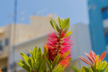 Kırmızı Callistemon çiçekleri. Tüm cins Avustralya 'ya özgüdür ancak diğer bölgelerde yaygın olarak yetiştirilir ve dağınık bölgelerde yaygınlaşır..