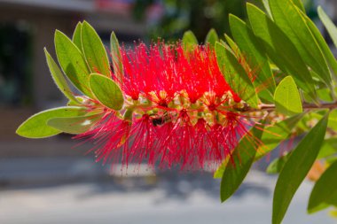 Kırmızı Callistemon çiçekleri. Tüm cins Avustralya 'ya özgüdür ancak diğer bölgelerde yaygın olarak yetiştirilir ve dağınık bölgelerde yaygınlaşır..
