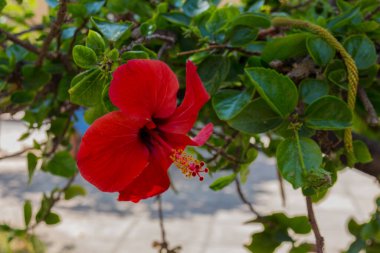 Kırmızı amber çiçeği. Dünya çapında ılıman, subtropikal ve tropikal bölgelere özgü birkaç yüz türden oluşan cins oldukça büyüktür..