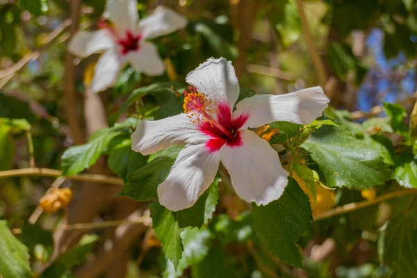 Flor Hibisco Blanco Parque Municipal Rethymno Género Bastante Grande Comprendiendo — Foto de Stock