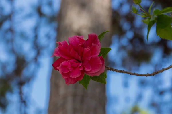レティムノ市公園の美しい夏の花 — ストック写真