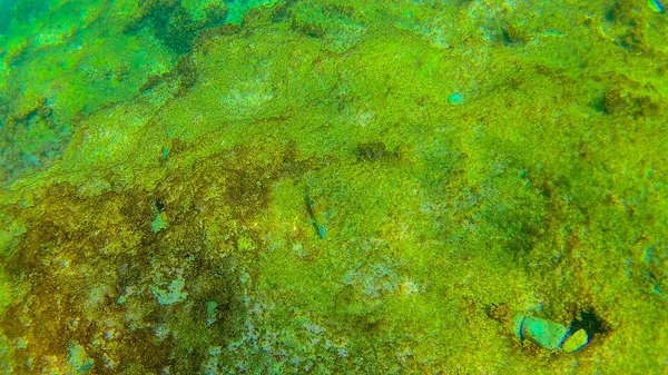 Středozemní Moře Krétské Moře Pod Vodou — Stock fotografie