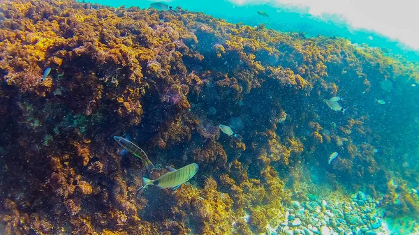 지중해 크레타섬 의수중 — 스톡 사진