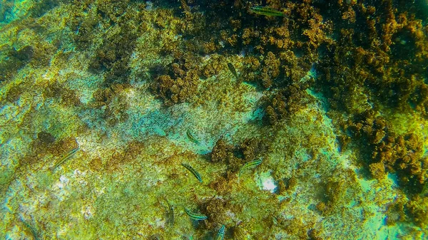 Mediterranean Sea Sea Crete Underwater — Stock Photo, Image