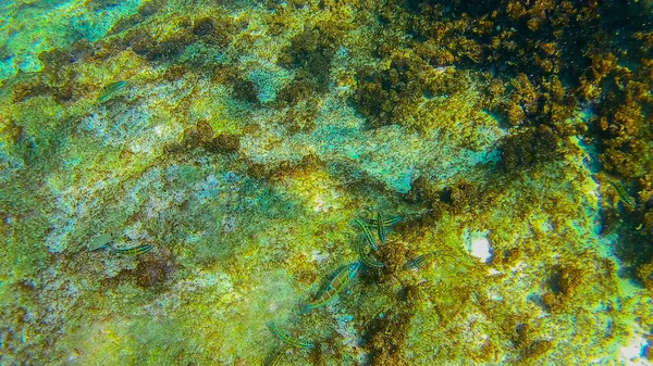 Mar Mediterráneo Mar Creta Bajo Agua —  Fotos de Stock