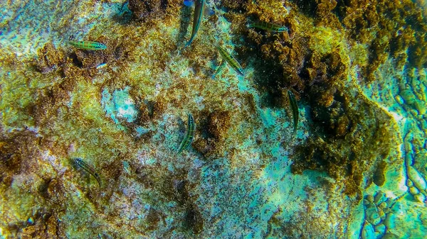 Mar Mediterráneo Mar Creta Bajo Agua —  Fotos de Stock