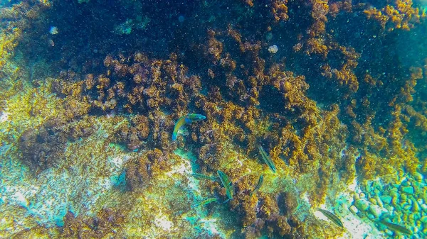 Mar Mediterráneo Mar Creta Bajo Agua —  Fotos de Stock