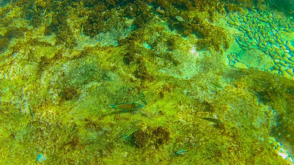 Mediterranean Sea Sea Crete Underwater — Stock Photo, Image