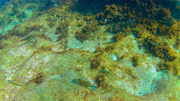 Mediterranean Sea Sea Crete Underwater — Stock Photo, Image