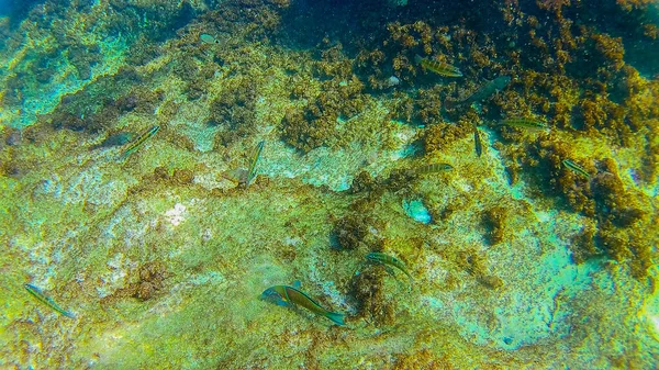 Mediterranean Sea Sea Crete Underwater — Stock Photo, Image