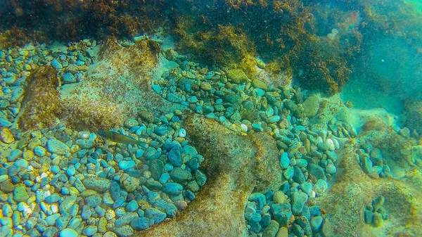Mediterranean Sea Sea Crete Underwater — Stock Photo, Image
