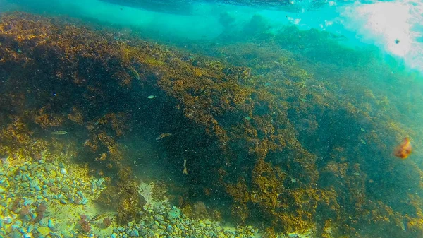 Середземне Море Критове Море Під Водою — стокове фото