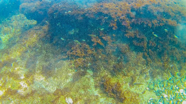Morze Śródziemne Morze Krety Pod Wodą — Zdjęcie stockowe