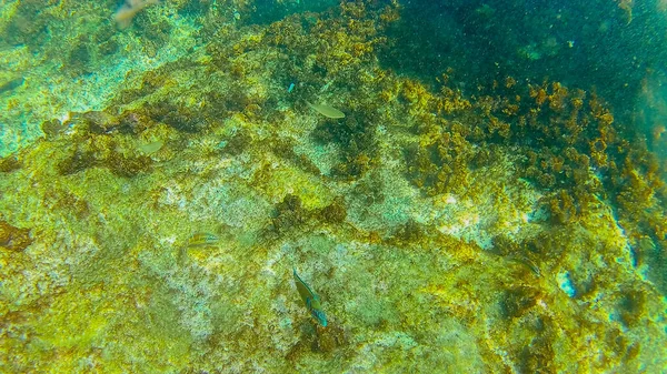 Mar Mediterráneo Mar Creta Bajo Agua — Foto de Stock