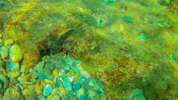 Mer Méditerranée Mer Crète Sous Marine — Photo