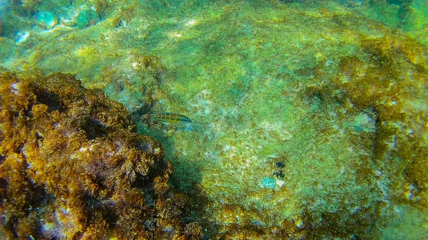 Mar Mediterráneo Mar Creta Bajo Agua —  Fotos de Stock