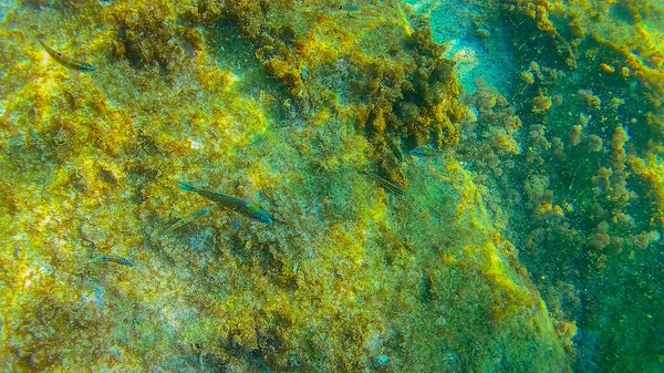 Mar Mediterrâneo Mar Creta Subaquático — Fotografia de Stock