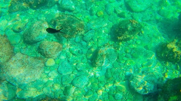 Mediterranean Sea Sea Crete Underwater — Stock Photo, Image