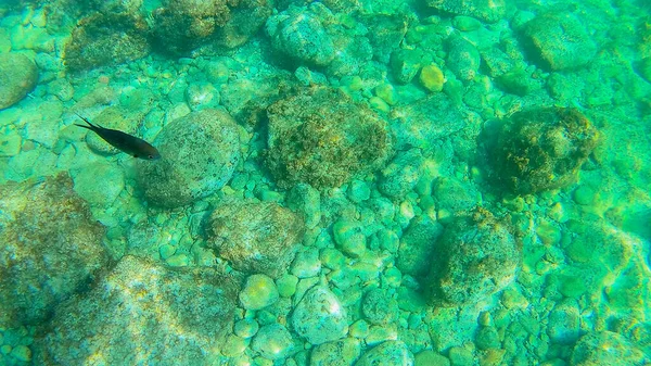 Mar Mediterráneo Mar Creta Bajo Agua —  Fotos de Stock