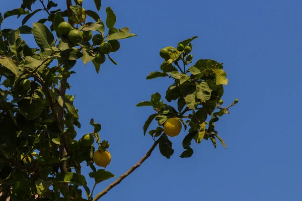 Ağaçta Limon Ağacın Elipsoidal Sarı Meyvesi Tüm Dünyada Aşçılık Aşçılık — Stok fotoğraf