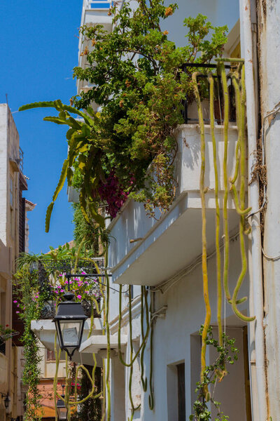 Ретимно, Греция - 2 августа 2016 года: Большие кактусы на балконе в старом городе. Старый город Ретимнон является одним из наиболее хорошо сохранившихся городов эпохи Возрождения
.