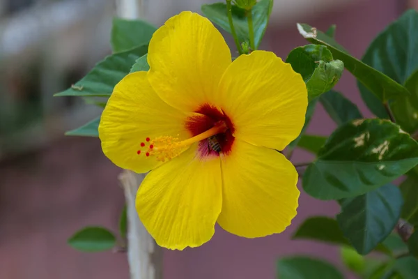 Flor Hibisco Amarillo Género Bastante Grande Comprendiendo Varios Cientos Especies — Foto de Stock