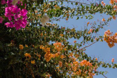 Parktaki ağaçta açan çiçekler..