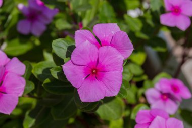 Çiçek açan pembe Catharanthus çiçekleri. Catharanthus, Apocynaceae familyasından bir bitki cinsidir. Vinca cinsi gibi, genellikle menekşe kuşları olarak bilinirler..