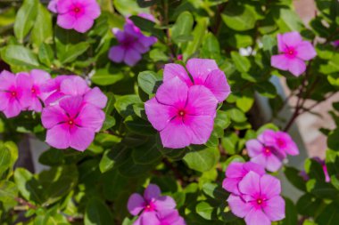 Çiçek açan pembe Catharanthus çiçekleri. Catharanthus, Apocynaceae familyasından bir bitki cinsidir. Vinca cinsi gibi, genellikle menekşe kuşları olarak bilinirler..