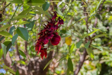 Rethymno Belediye Parkı 'nda çiçek açan Piscidia çiçekleri. Piscidia, baklagiller (Fabaceae) familyasından bir bitki cinsidir..