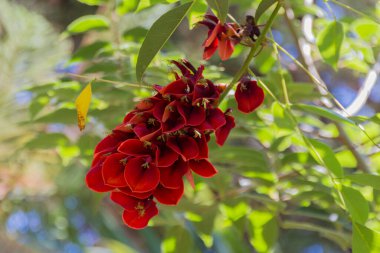 Rethymno Belediye Parkı 'nda çiçek açan Piscidia çiçekleri. Piscidia, baklagiller (Fabaceae) familyasından bir bitki cinsidir..
