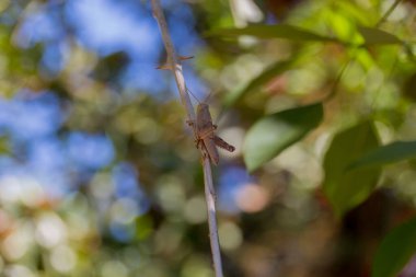 Parkın dalında çekirge var..