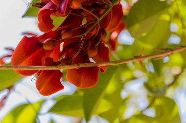 Rethymno Belediye Parkı 'nda çiçek açan Piscidia çiçekleri. Piscidia, baklagiller (Fabaceae) familyasından bir bitki cinsidir..