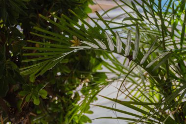 Yunanistan, Girit 'te Rethymno' da yeşil çalılık.