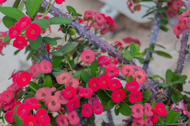Gelişen Euphorbia milisi. Euphorbia milii (dikenli taç, İsa dikenli diken), Madagaskar 'a özgü öforbiaciae familyasından bir bitki türüdür..