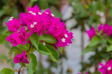 Çiçek açan Bougainvillea çiçekleri. Bougainvillea, dikenli asmalar, çalılar ve çiçeklerinin yanında çiçek gibi bahar yaprakları bulunan ağaçların oluşturduğu bir cinstir. Farklı yazarlar, cinste dört ila 18 arasında türü kabul ederler..