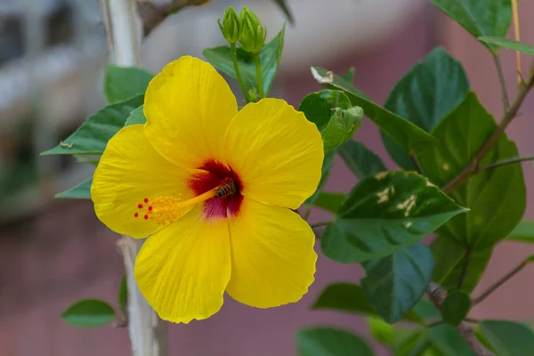 Sarı amber çiçeği. Dünya çapında ılıman, subtropikal ve tropikal bölgelere özgü birkaç yüz türden oluşan cins oldukça büyüktür..
