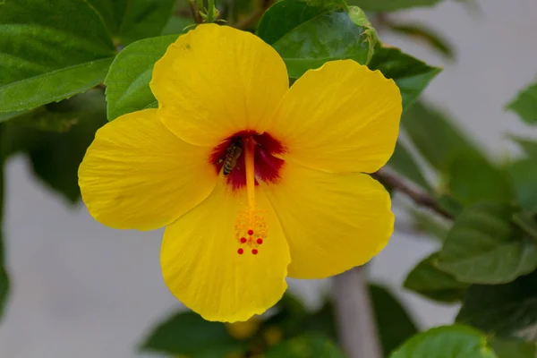 Flor Amarela Hibisco Gênero Bastante Grande Compreendendo Várias Centenas Espécies — Fotografia de Stock