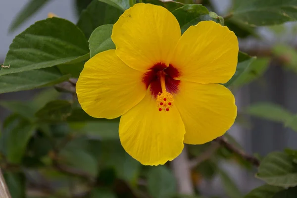 Flor Amarela Hibisco Gênero Bastante Grande Compreendendo Várias Centenas Espécies — Fotografia de Stock