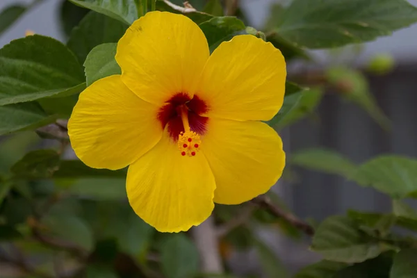 Flor Amarela Hibisco Gênero Bastante Grande Compreendendo Várias Centenas Espécies — Fotografia de Stock