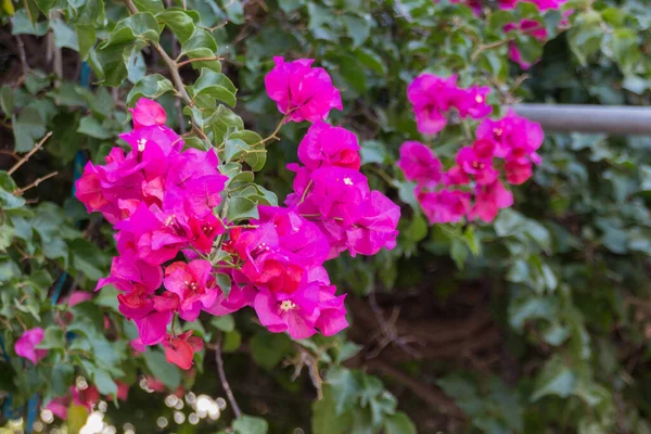 Blommande Bougainvillea Blommor Bougainvillea Ett Släkte Taggiga Prydnadsvinstockar Buskar Och — Stockfoto