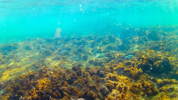 Mittelmeer Kretisches Meer Unter Wasser — Stockfoto