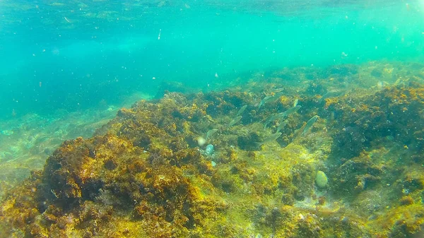 Mer Méditerranée Mer Crète Sous Marine — Photo